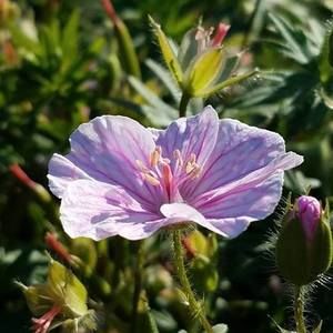 Meet your Posher, Grace